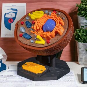 Modelo 3D de célula eucariota sobre mesa.