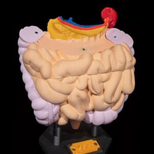 Modelo anatómico de intestinos humanos en color.