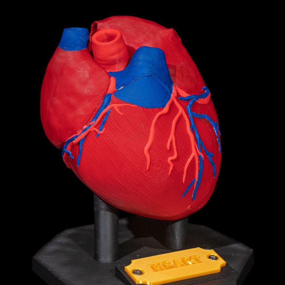 Modelo 3D de corazón humano en colores brillantes.