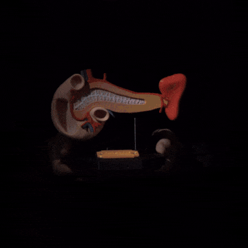 Modelo anatómico del páncreas en 3D.