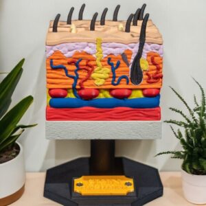 Modelo de estructura de la piel humana colorido