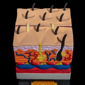 Modelo anatómico de piel humana en 3D