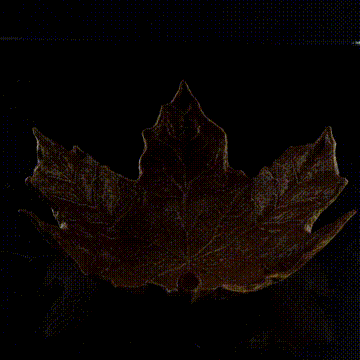 maple leaf trinket dish 3af860841f.gif